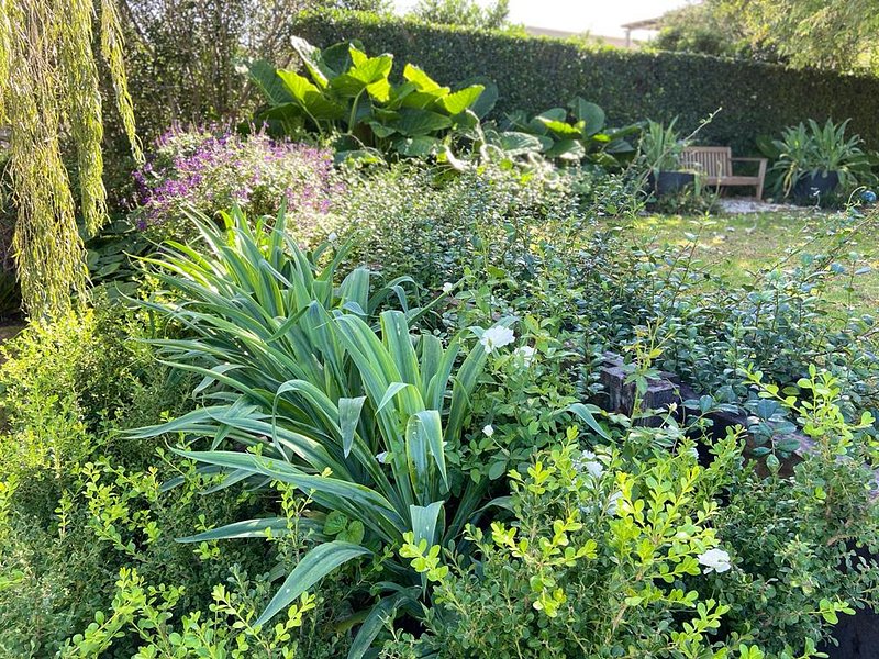 Como cuidar tu jardín en verano